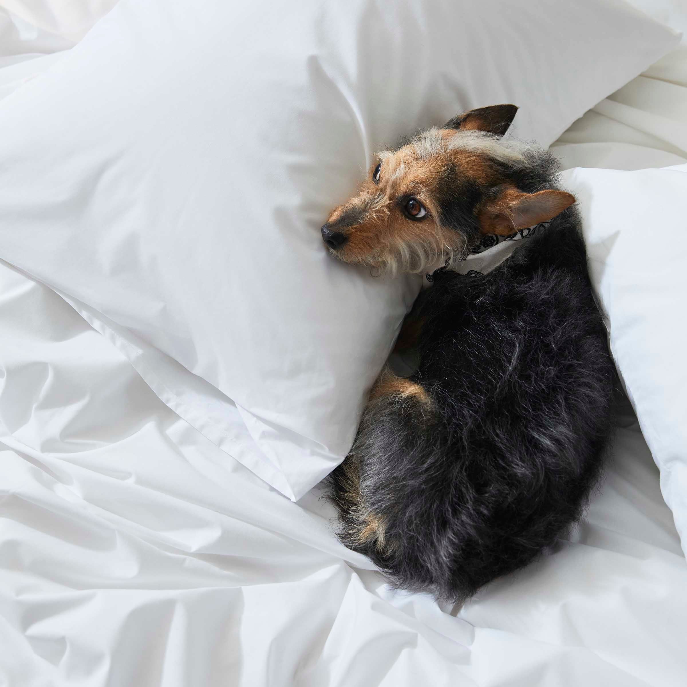 Classic Percale Duvet Cover O0