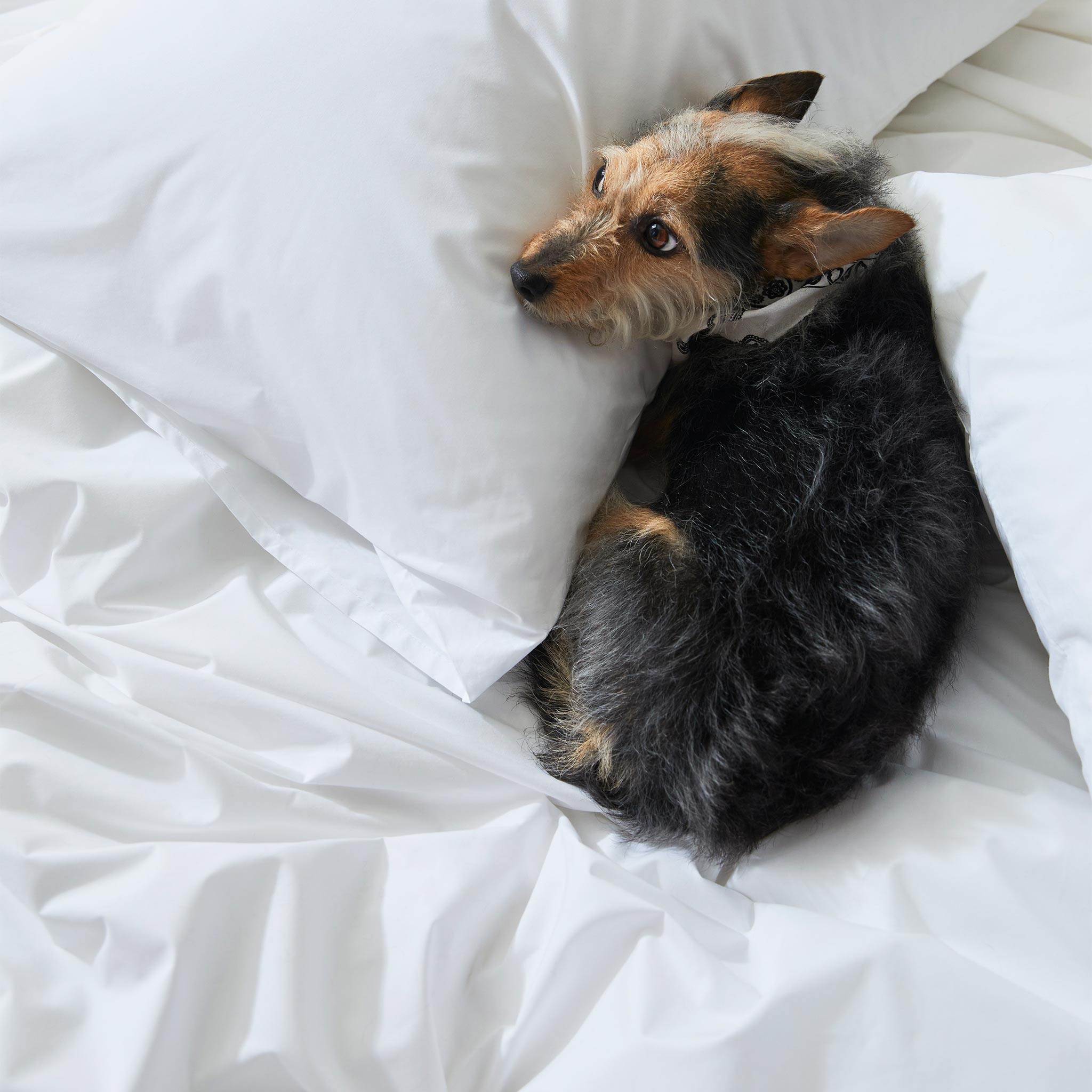 Classic Percale Core Sheet Set G3
