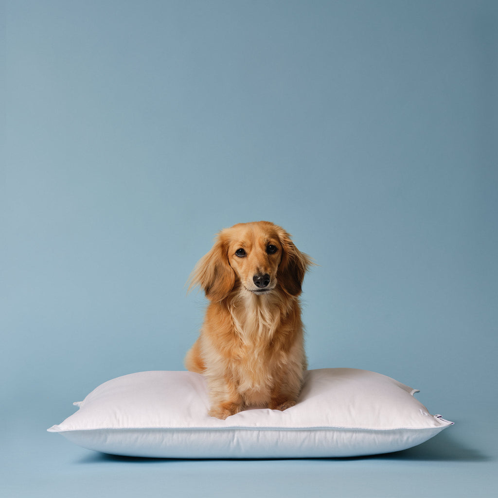Down Pillow L5