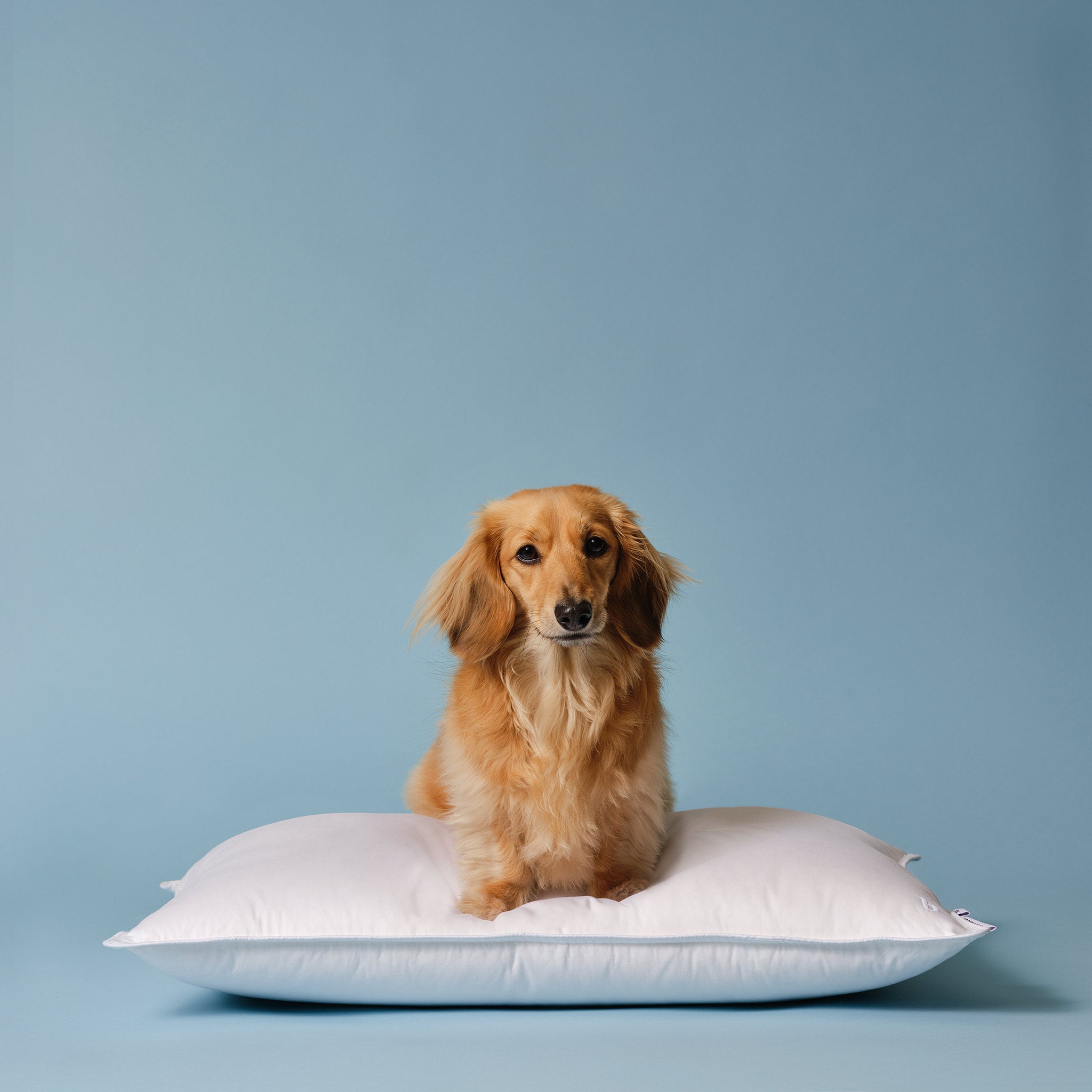 Down Pillow L5