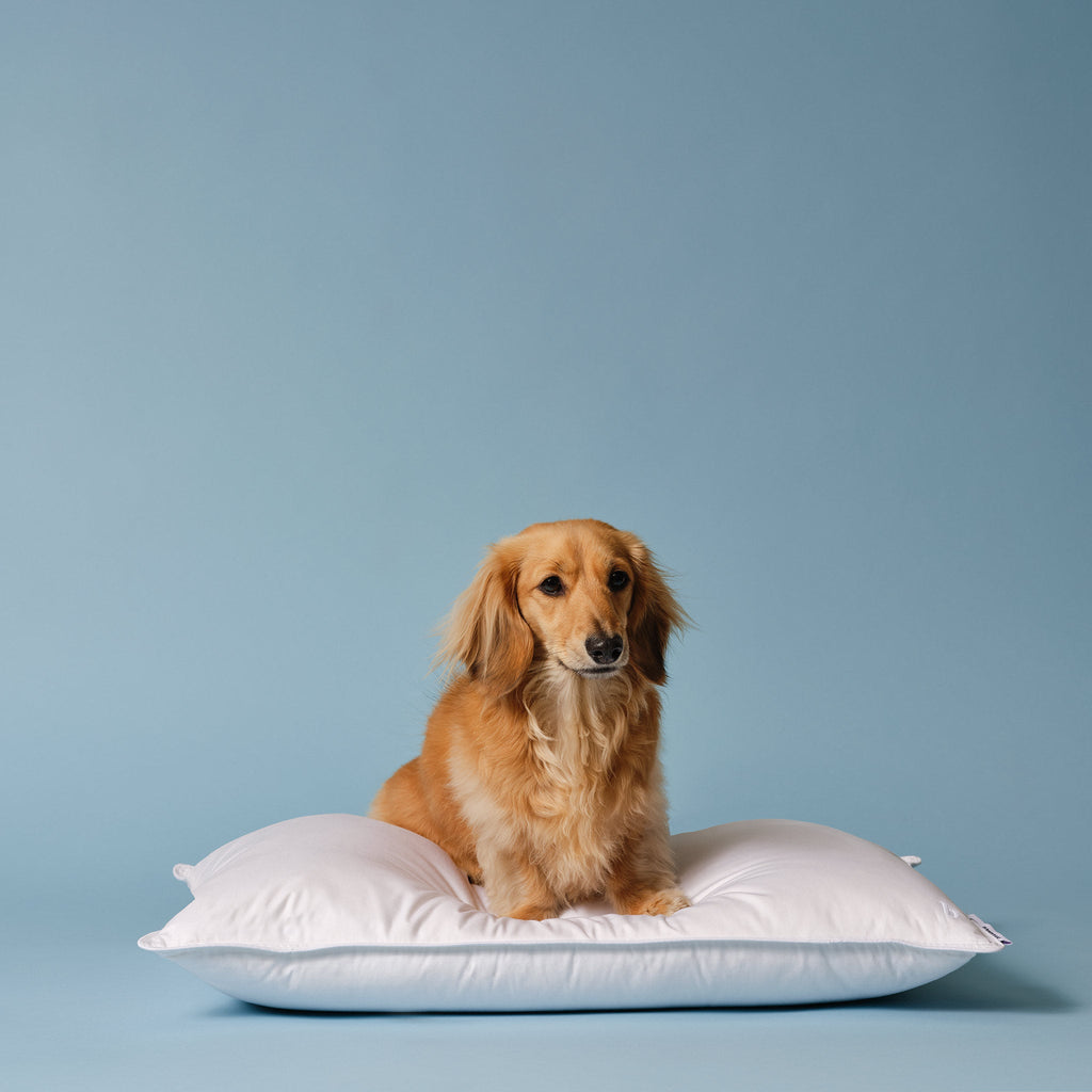 Down Pillow L5