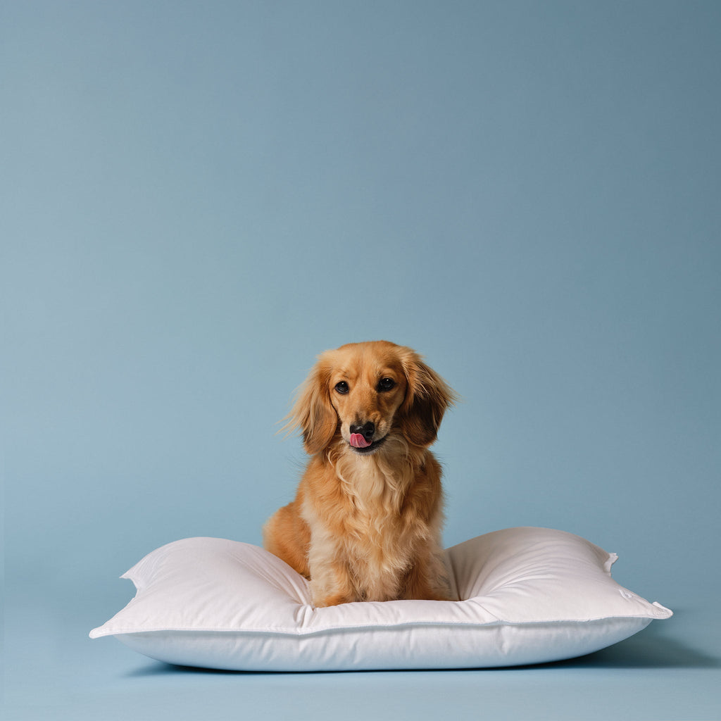Down Pillow L5